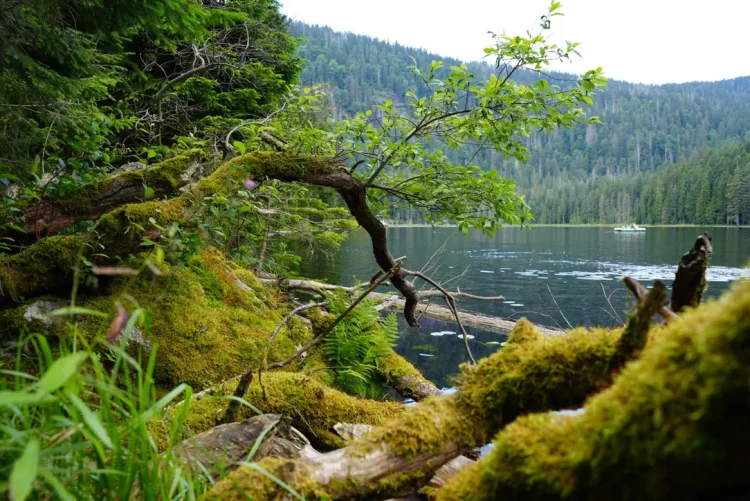 Großer Arbersee 