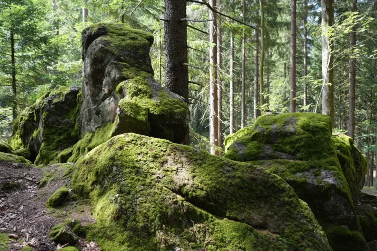 Ausflüge in die Region Bodenmais