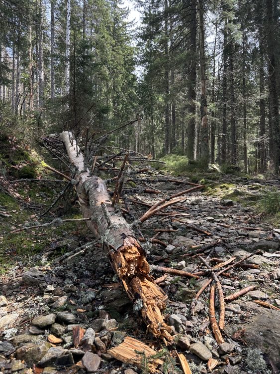 Wandern