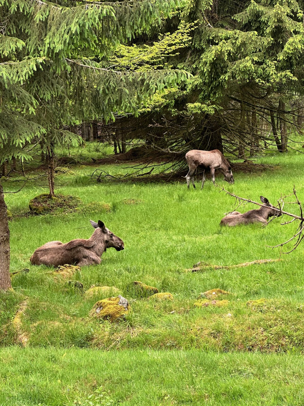 Tierfreigelände Neuschönau